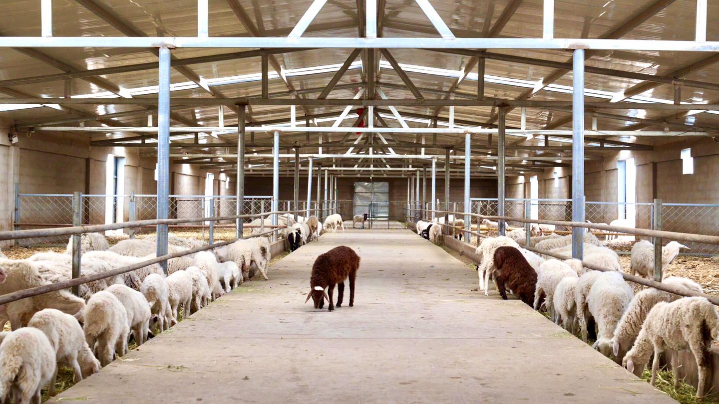 300只羊标准化羊舍造价图片